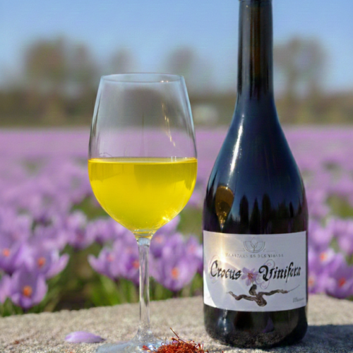 crocus vinifera
